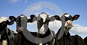 Holstein Calves