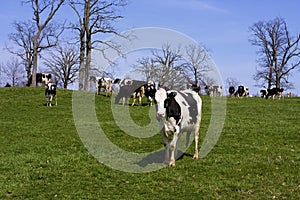 Holstein Cattle  822043
