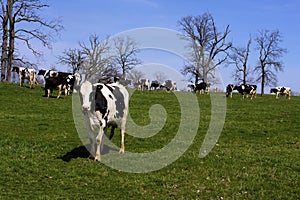 Holstein Cattle  822044