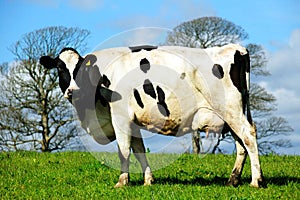 Holstein cow