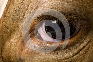 Holstein cow, 4 years old, close up on eye