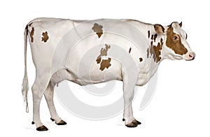 Una vaca 4 anos viejo de pie 