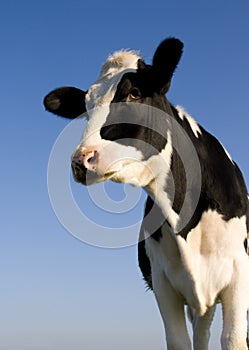 Holstein cow