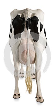 Holstein cow, 5 years old, rear view