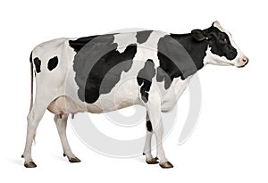 Una vaca 5 anos viejo de pie 