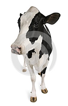 Holstein cow, 5 years old, standing