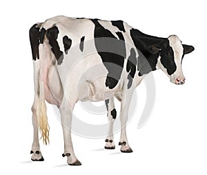Una vaca 5 anos viejo de pie 