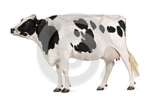 Holstein cow, 5 years old, standing