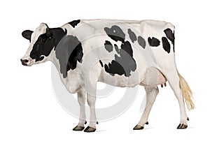 Holstein cow, 5 years old, standing photo