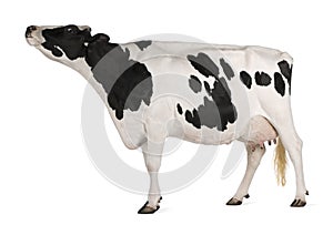 Holstein cow, 5 years old, standing