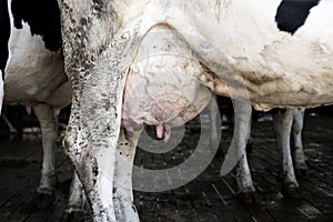 Holstein cow big udder full of milk. Close Up Udder of a Dairy Cow.