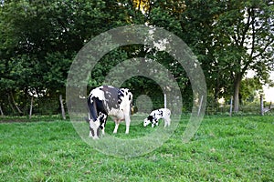 Holstein cow and calf in the field at twilight