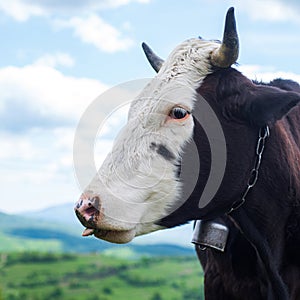 Holstein cow. Cow farm. Cows head grazing at field.