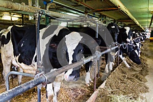 Holstein cow dairy farming