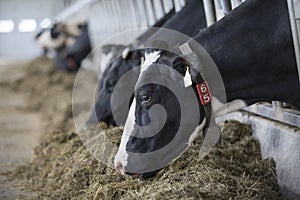 Holstein cow eating hay on a dairy farm.