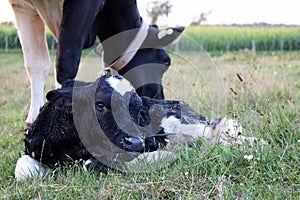 Holstein cow eats grass near her new baby