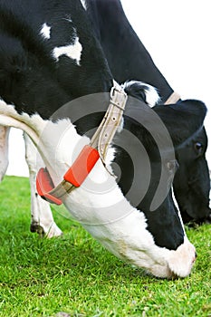 Holstein cow grazing in a grassland