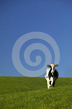 Holstein Cow in Green Field with Blue Sky