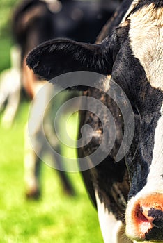 Holstein Cow half portrait