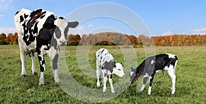 Mother Holstein cow with twins in the autumn grassland photo