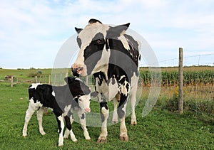 Holstein cow with her twin calves