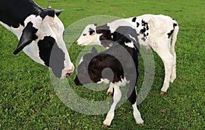 Holstein cow with her two calves in the field