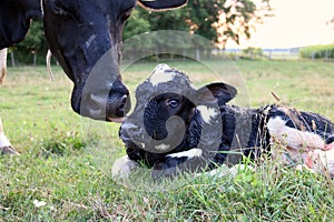 Holstein Cow Licking Her Still Wet Newborn Calf
