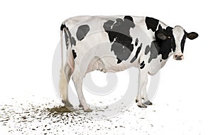 Holstein cow pooping, 5 years old