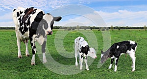 Holstein cow standing in the grass with her twin calves