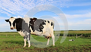 Holstein cow standingn in the field with her little newborn in the distance