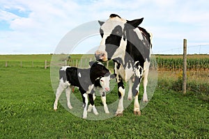 Newborn twin Holstein calves with mom in the meadow