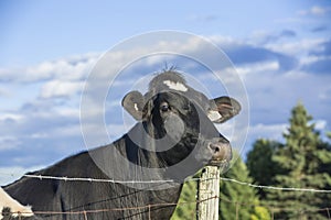 Holstein cow staring over a fence