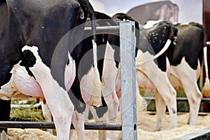 Holstein cow udders in a farm
