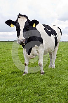 Holstein cow watching