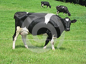 Holstein Cows