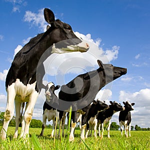 Holstein cows