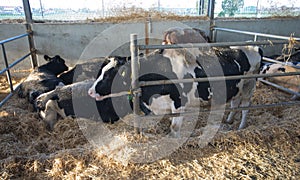 Holstein cows in barn