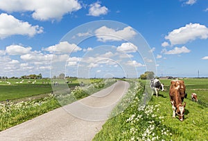 Holstein cows at the dike in the dutch landscape near Groningen