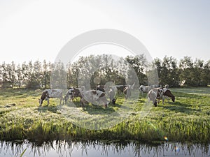Holstein cows in early morning meadow near canal in the netherlands