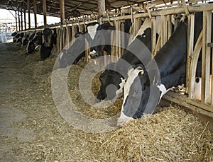 Holstein Cows Eating in a Cowshed