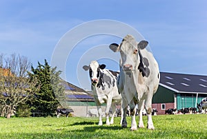 Holstein cows at a farm in Gaasterland