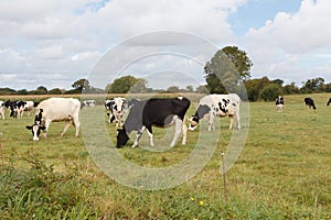 Holstein cows in a field in Brittany