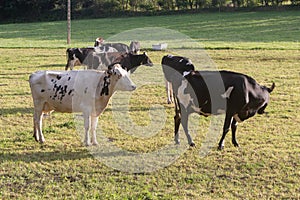 Holstein cows in a field in Brittany