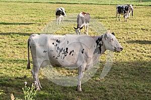 Holstein cows in a field in Brittany