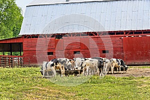 Holstein cows in field