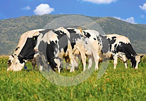 Holstein cows on grass field