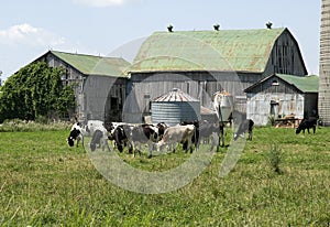 Holstein cows grazing