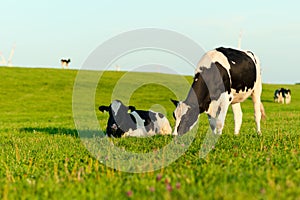 Holstein cows grazing