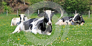 Holstein cows having rest