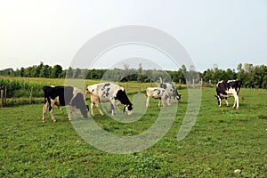 Holstein cows, heifer and bull graze in the field